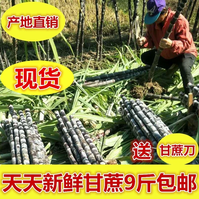 正宗广西黑皮甘蔗10斤现砍超甜新鲜应季水果3斤脆甜爆汁整箱包邮