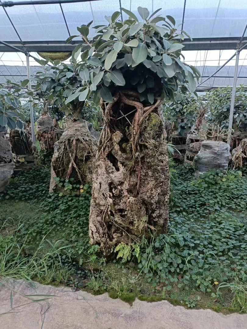 上水石盆景，假山绿化