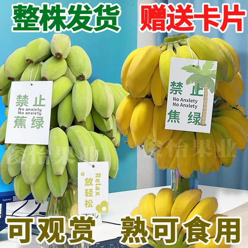 【整株发货G】禁止蕉绿水培苹果蕉整串办公室绿植香蕉盆栽拒绝焦虑