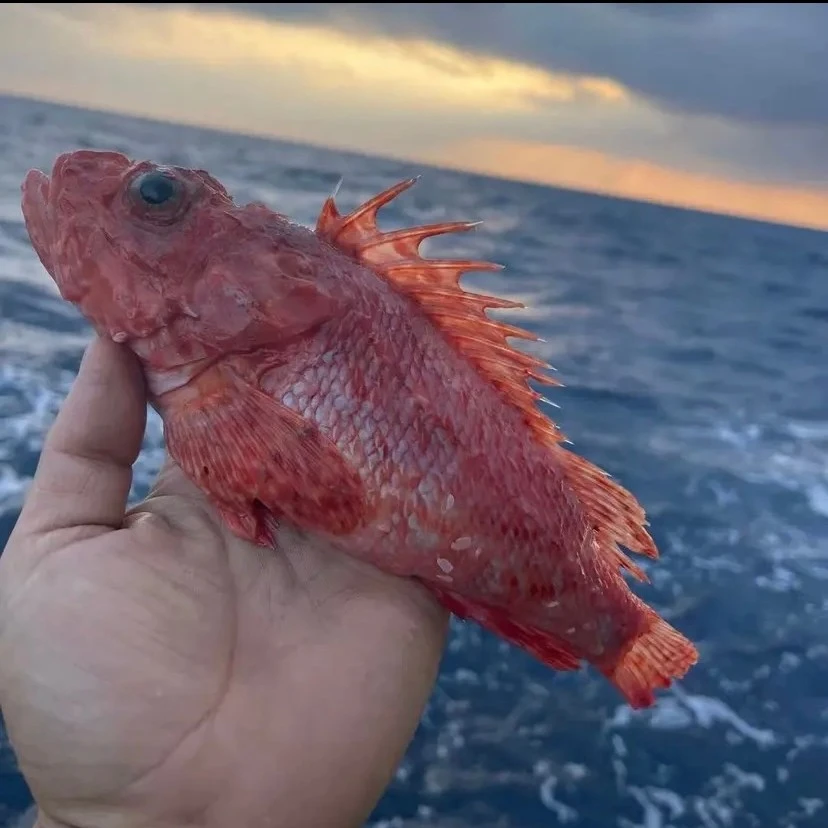 三斤温岭码头直发顺丰包邮新鲜东海野生老虎鱼水产鲜嫩