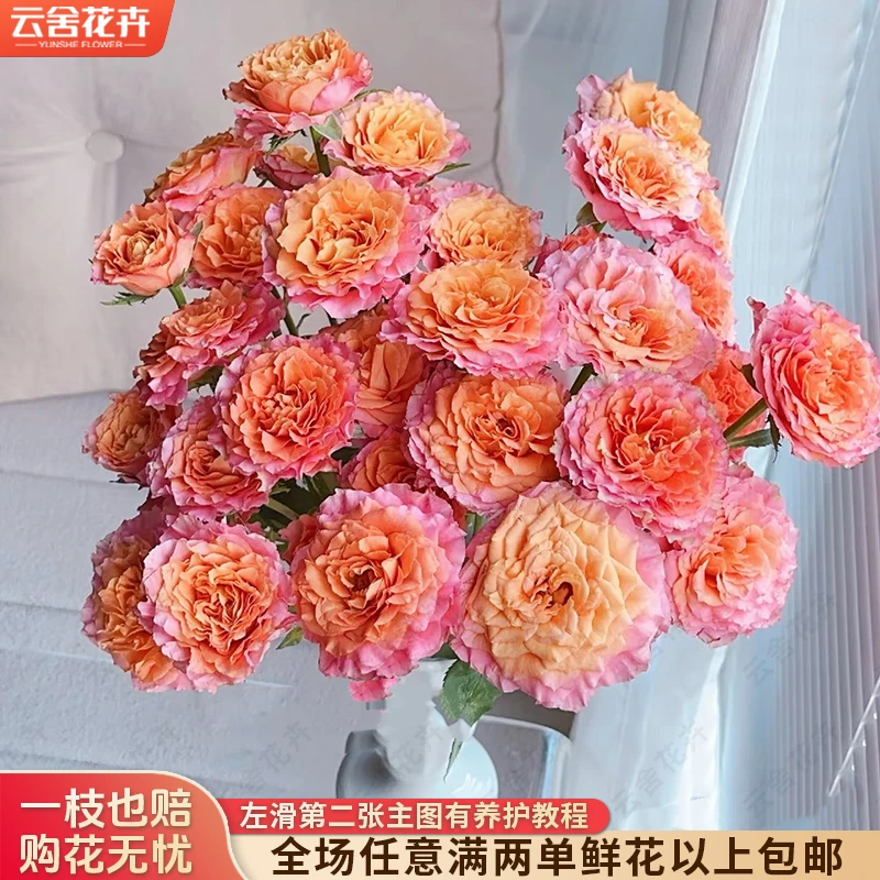 云舍花卉火灵鸟泡泡云南鲜花基地直发水培花卉室内水养插瓶鲜切花