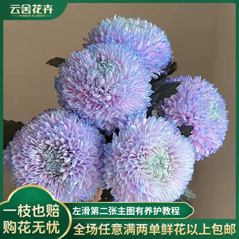 【云舍花卉】【梦幻紫】吸色牡丹菊任意两单或以上包邮