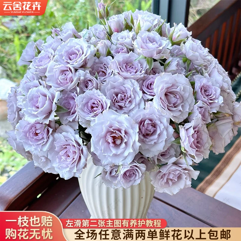 【云舍花卉】【紫雾公主】多头玫瑰 任意满两单及以上鲜花包邮发货