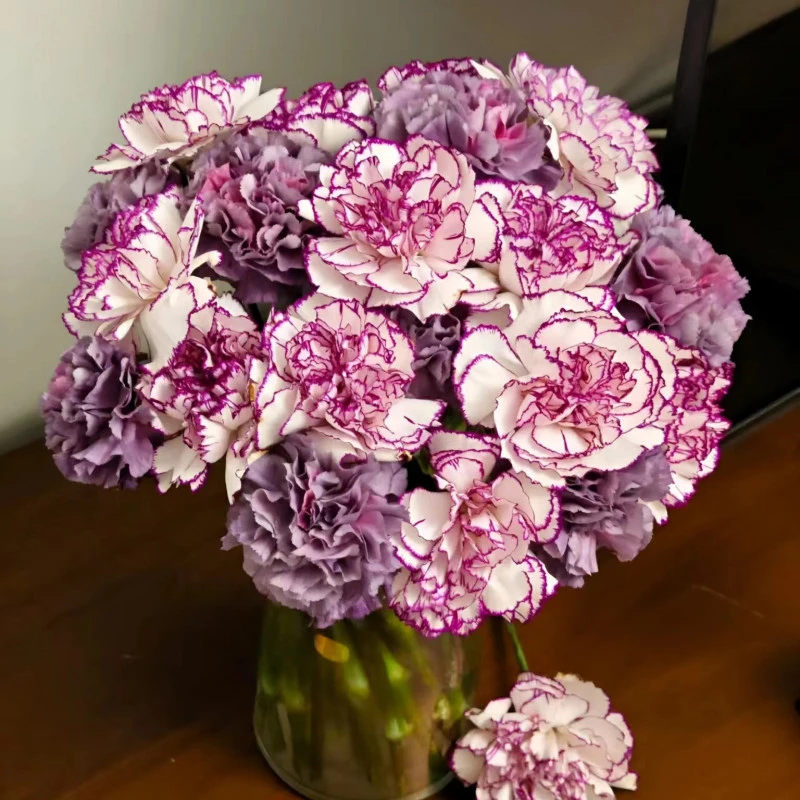 【花千氧】野马紫精灵康乃馨鲜花20支云南基地直发日常插瓶鲜切花