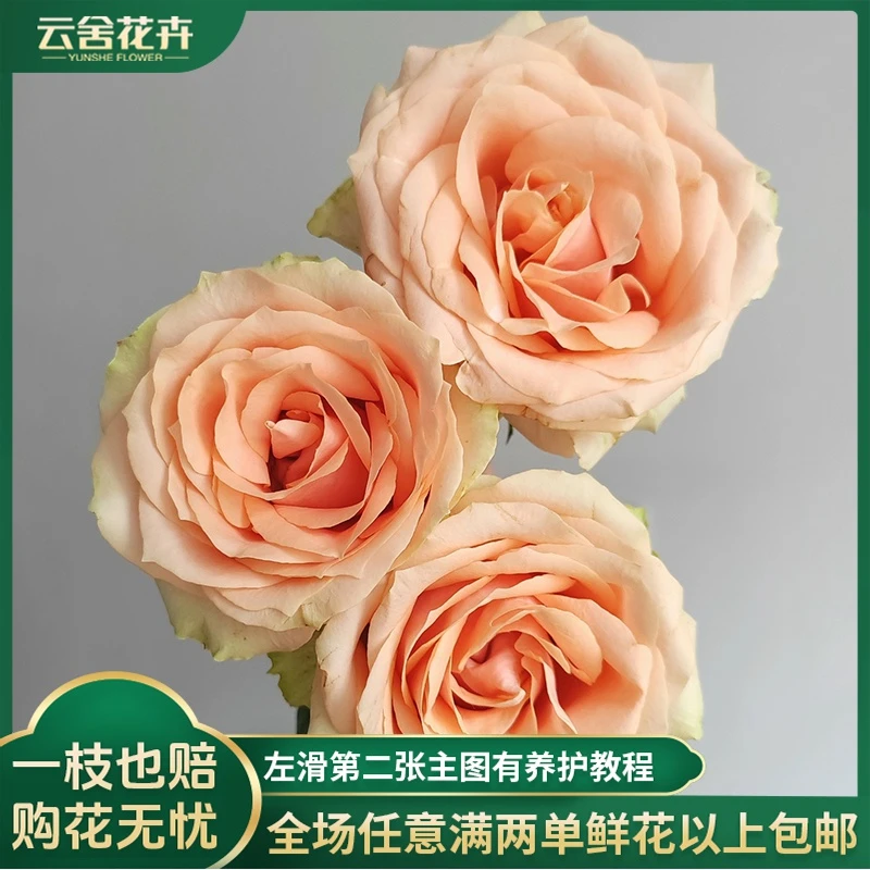 【云舍花卉】方德嘉荷A级80cm胭脂单头玫瑰【小型花苞】两单以上包邮