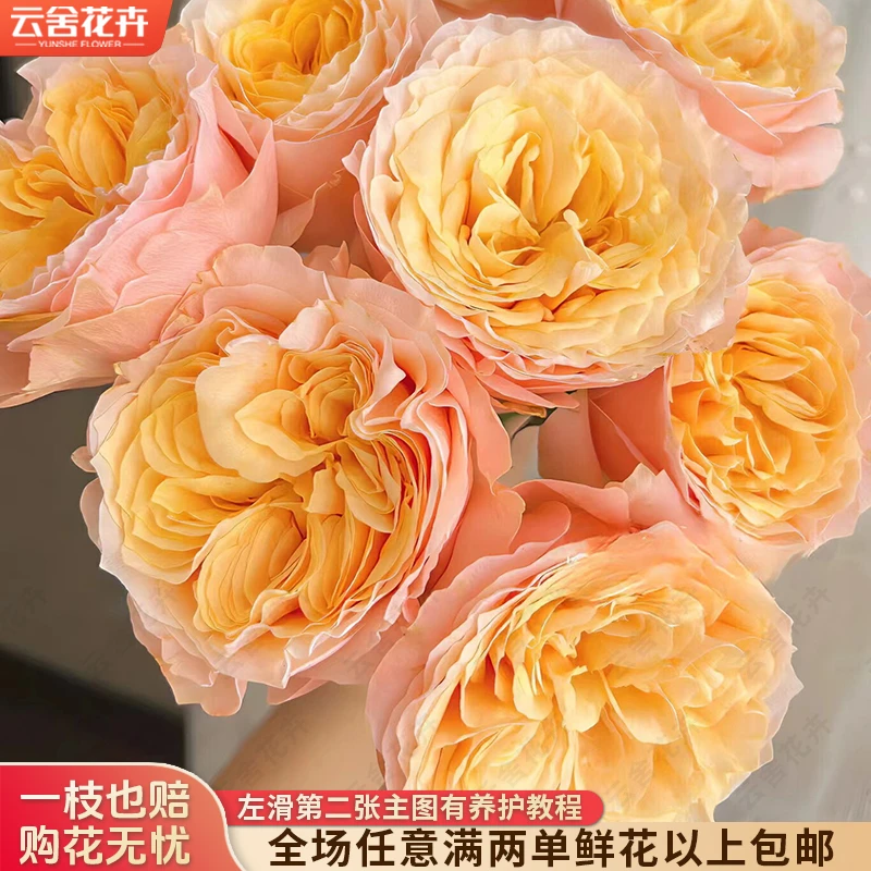 【云舍花卉】【入梦】单头玫瑰 全场任意满两单及以上鲜花包邮发货