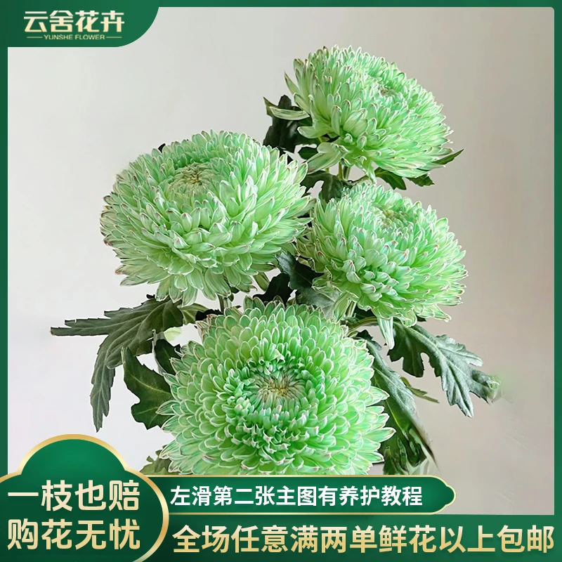 【云舍花卉】夏日清新【抹茶绿】吸色牡丹菊任意两单或以上包邮