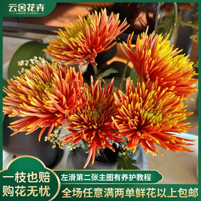 【云舍花卉】萨弗拉红烟花菊1扎任意2单或以上包邮鲜花基地直鲜花