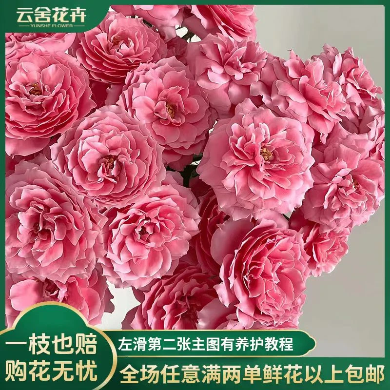【云舍花卉】【稀有】65-70cm粉色拉拉队多头玫瑰两单或两单以上包邮