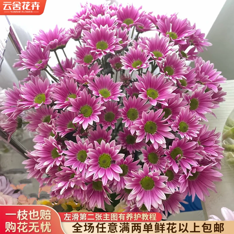【云舍花卉】【典韵】小菊【不保水】任意满两单及以上鲜花包邮发货