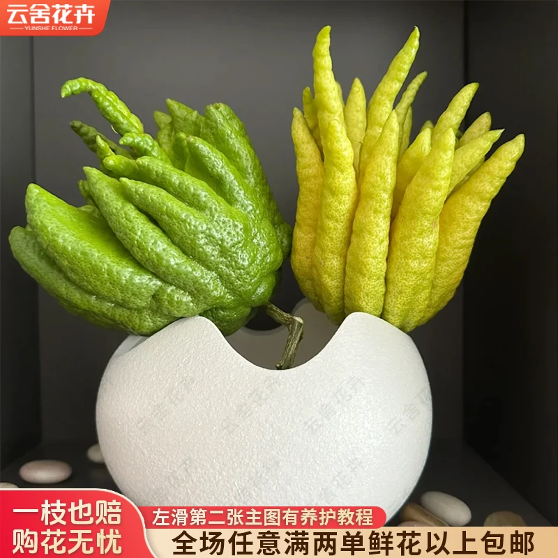 【云舍花卉】1000-1200克【佛手柑】一单包邮发货不参与凑单