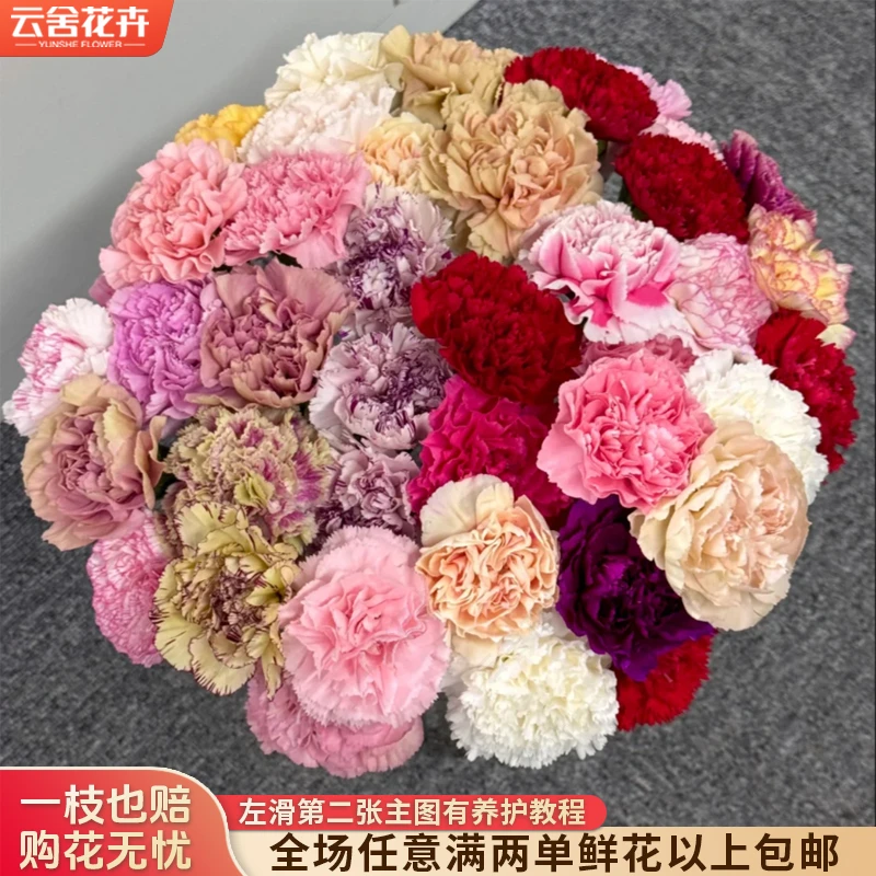 【云舍花卉】【混色】单头康乃馨【不保水】任意满两单及以上鲜花包邮