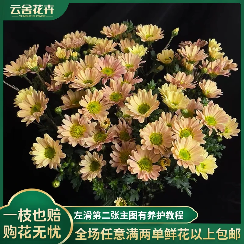 【云舍花卉】【香槟】小菊1扎任意2单或以上包邮鲜花