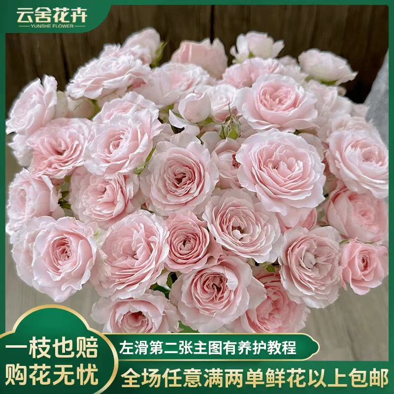 【云舍花卉】A级仙子之吻多头玫瑰任意2单或以上包邮
