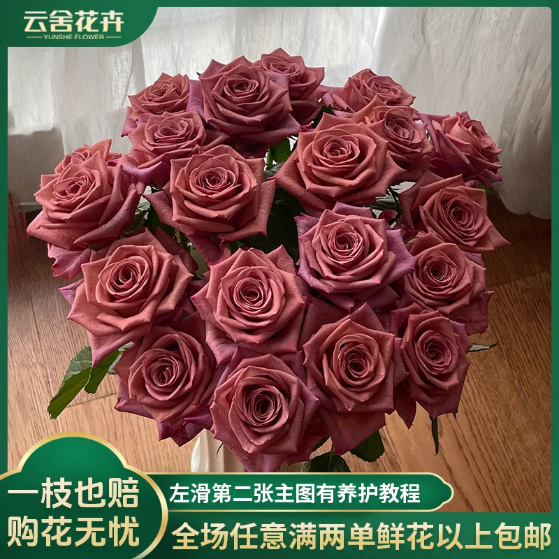 【云舍花卉】调香师单头玫瑰两单以上包邮发货鲜切花