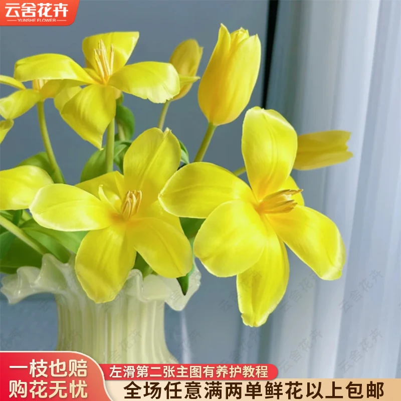 【云舍花卉】【方德】【麦田】郁金香全场任意满两单及以上鲜花包邮发货