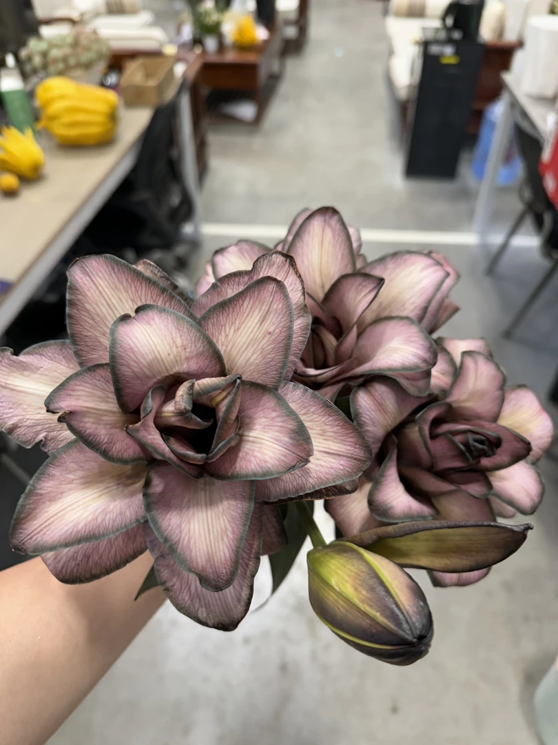 【云舍花卉】【黑化大女主】重瓣百合【冰美人吸色】吸色差异两单包邮