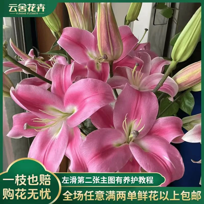 【云舍花卉】罗宾单辦香水百合任意2单或以上包邮基地直