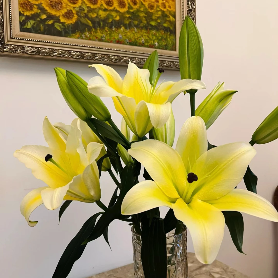 【花千氧】黄天霸单瓣百合云南鲜花基地日常插瓶鲜切花装饰办公室