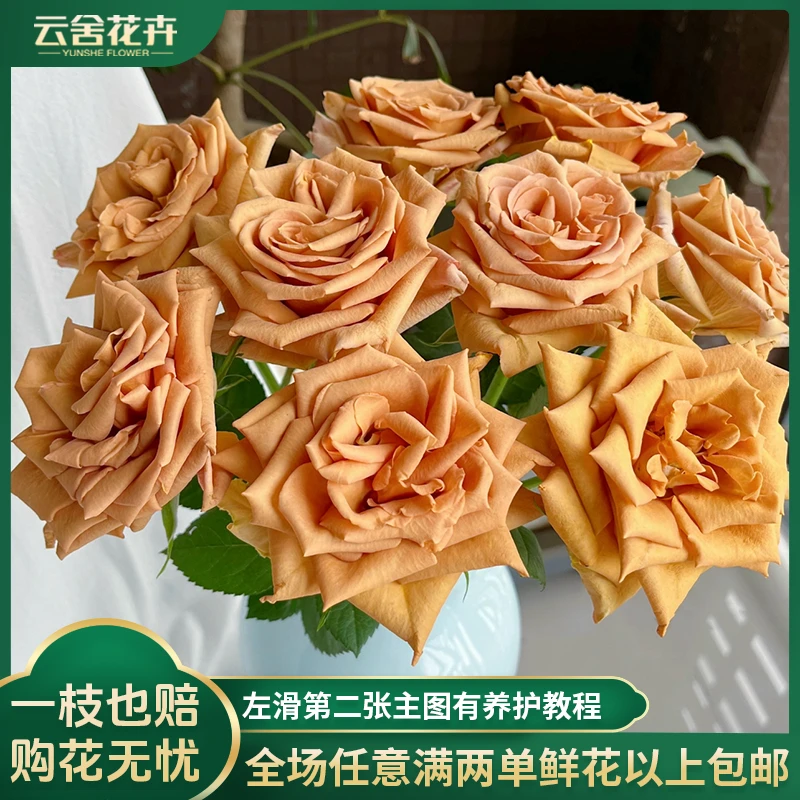 【云舍花卉】【带包装醒花】摩卡玫瑰10支两单以上包邮发货