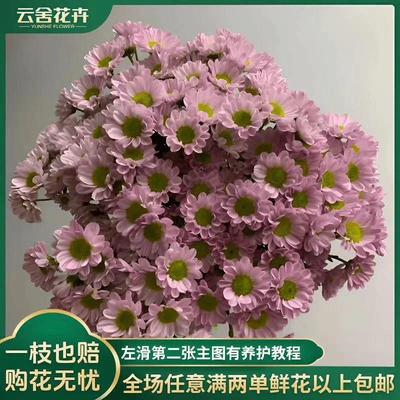 【云舍花卉】【少女粉】小菊1扎任意2单或以上包邮鲜花鲜切花