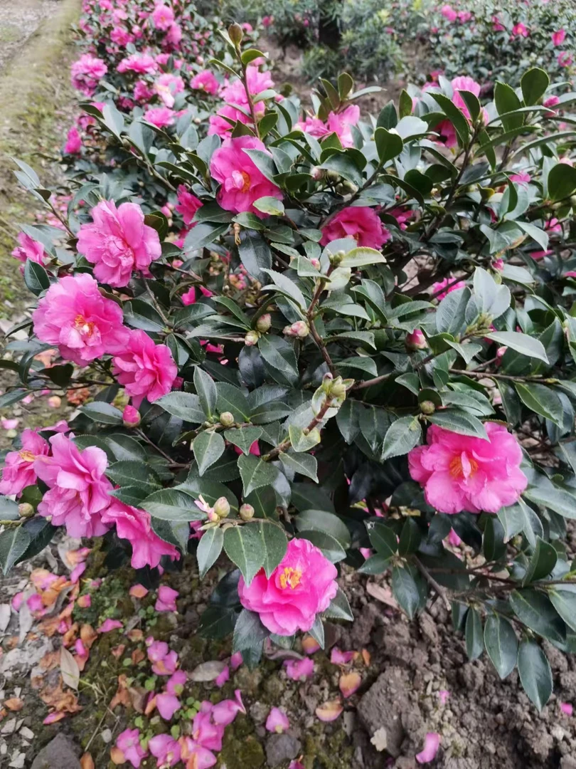 茶梅  立寒  地栽苗带花苞发货