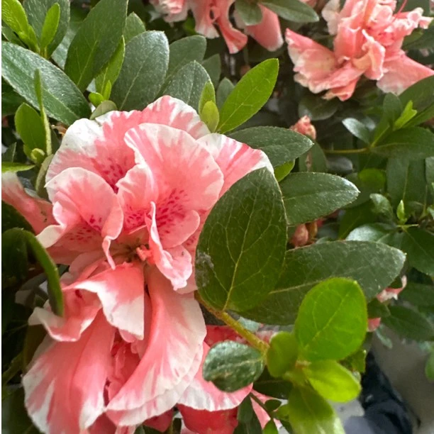 夏鹃 杜鹃花五宝绿珠一物一拍