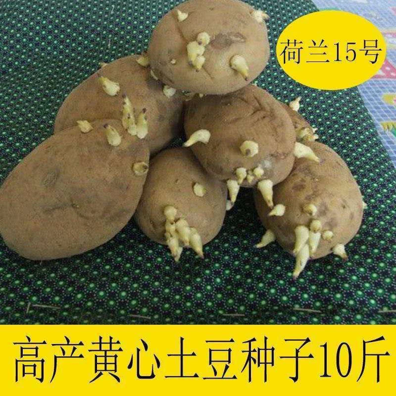 荷兰十五土豆种子批发高产早熟特大黄心秋冬季高发芽脱毒原种特价