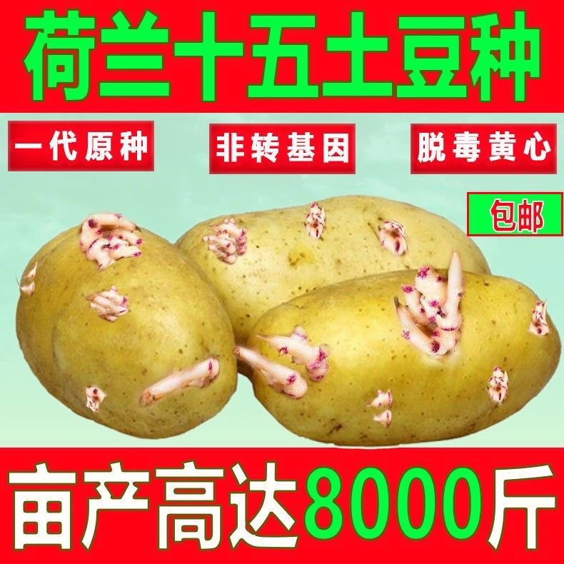 正宗荷兰土豆种子黄心荷兰15号土豆马铃薯种子高产批发土豆种子