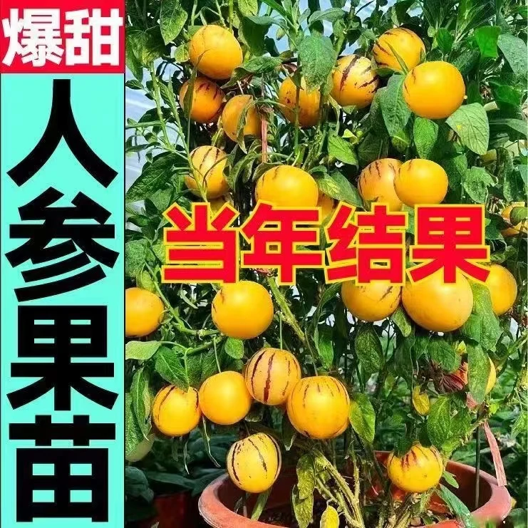 爆甜黄心人参果苗四季盆栽地栽长寿果南北种植当年结果人生果苗秧
