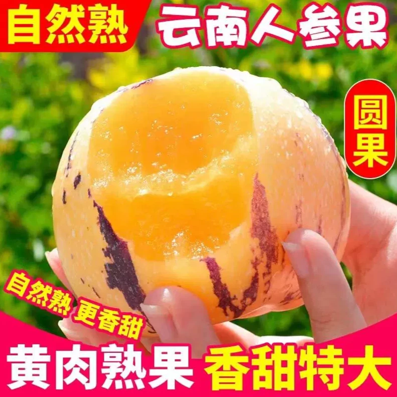 [树上熟]云南石林人参果树熟黄肉圆果多汁纯甜应季水果直播1-9斤
