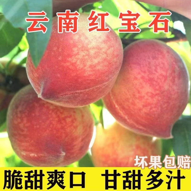 [软脆两吃]云南红宝石香甜脆软多汁水蜜桃鹰嘴桃孕妇水果桃1-5斤