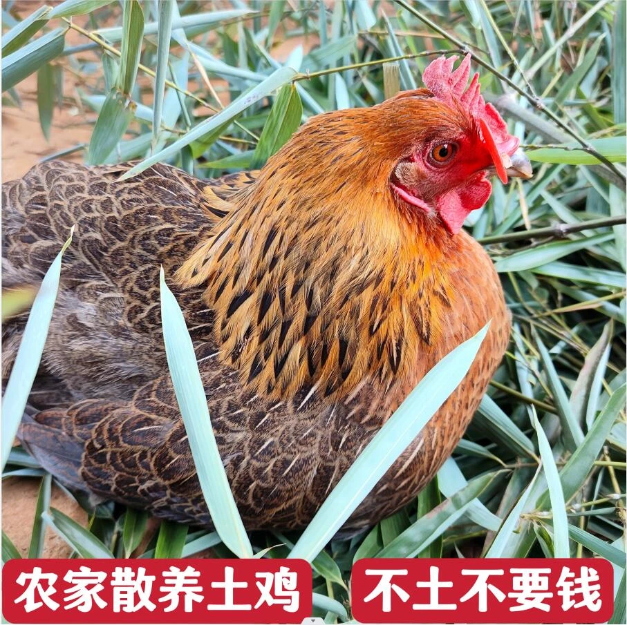 【母鸡】农家土鸡顺丰冷链包邮不是土鸡不要钱现场称重编号宰杀正宗