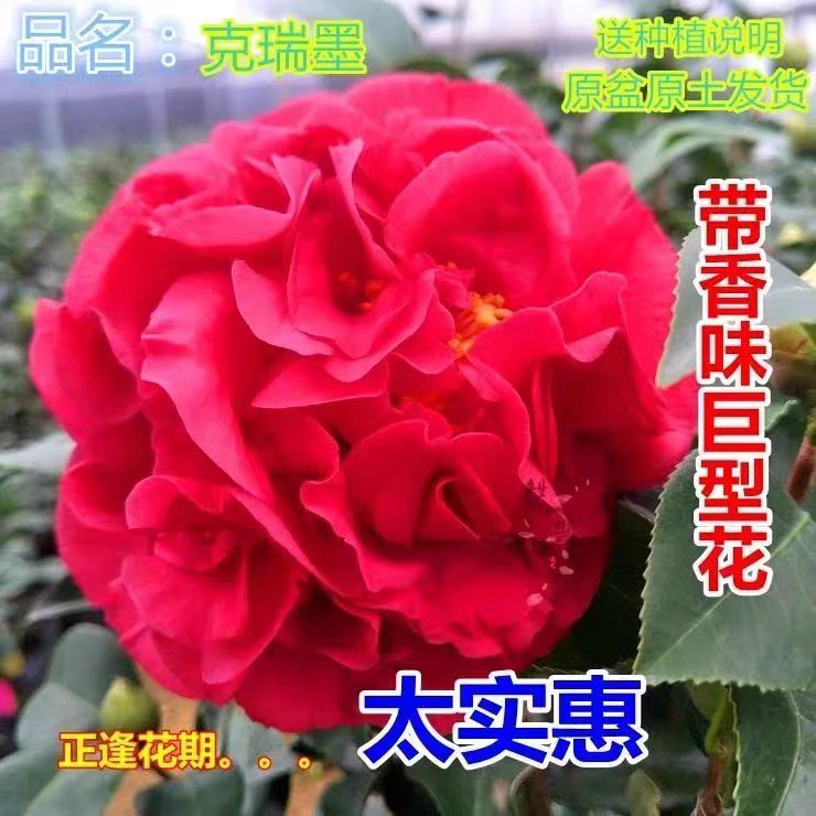 克瑞墨大牡丹茶花盆栽带花苞美国浓香巨型绿植木本的花卉植物庭院