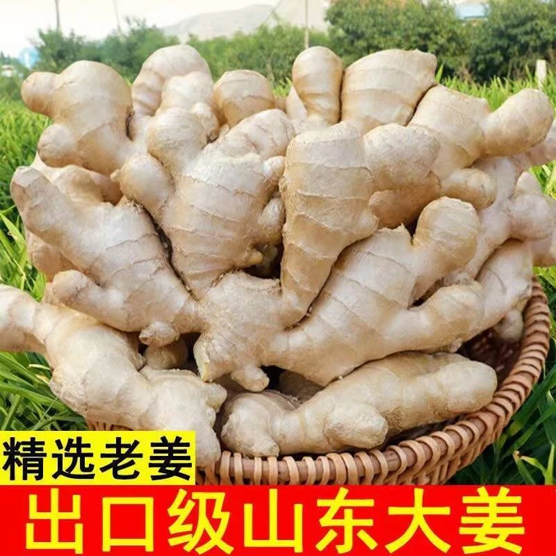【现挖现发】山东出口级大姜块老姜开胃生姜批发黄姜大黄姜山东大姜