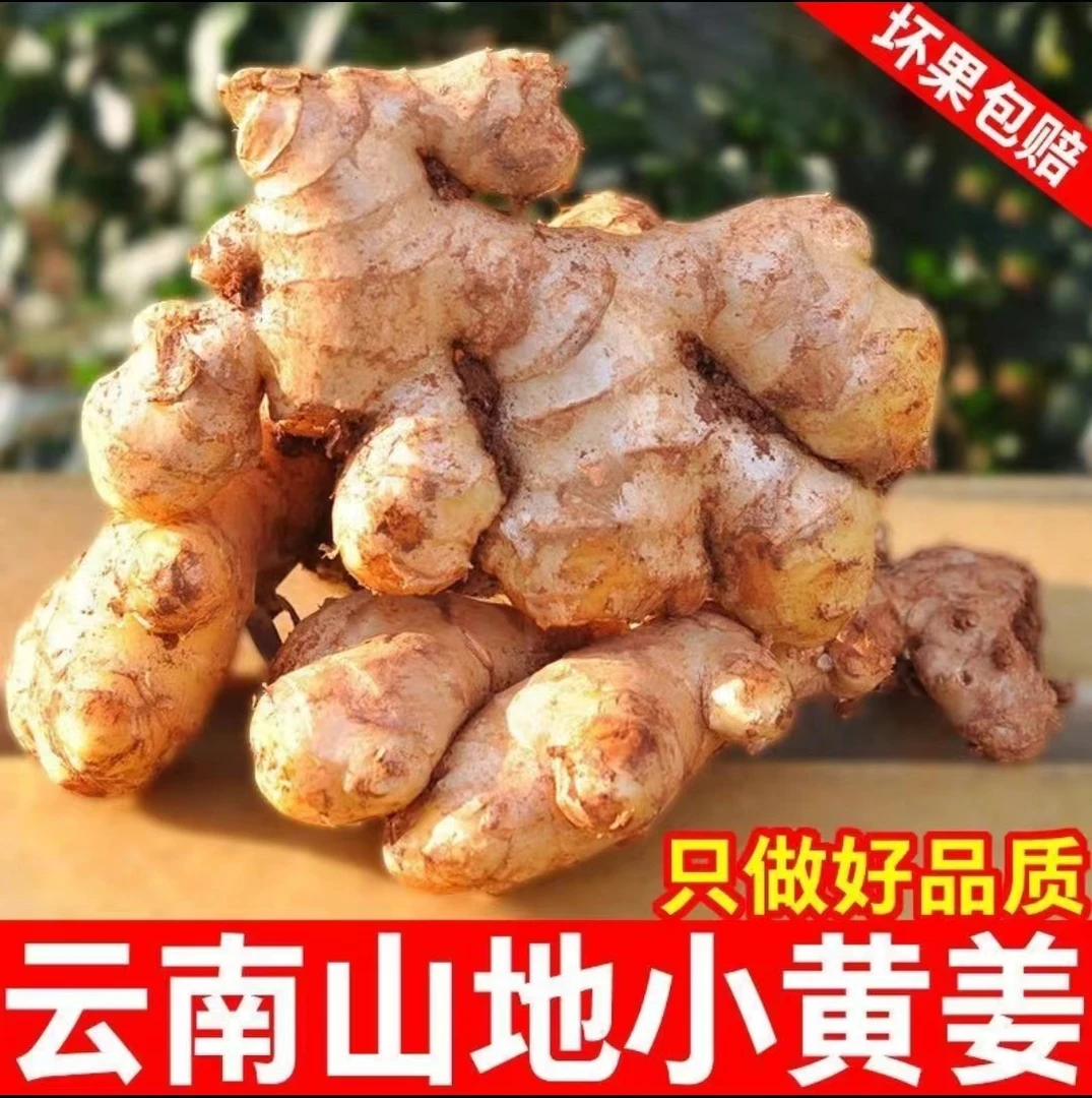 正宗小黄姜云南高山小黄姜新鲜生姜现挖现发姜辛辣十足月子姜半斤