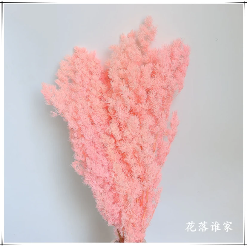 【蓬莱松】永生蓬莱松品质室内永生花插花花材七夕手工diy材料批发