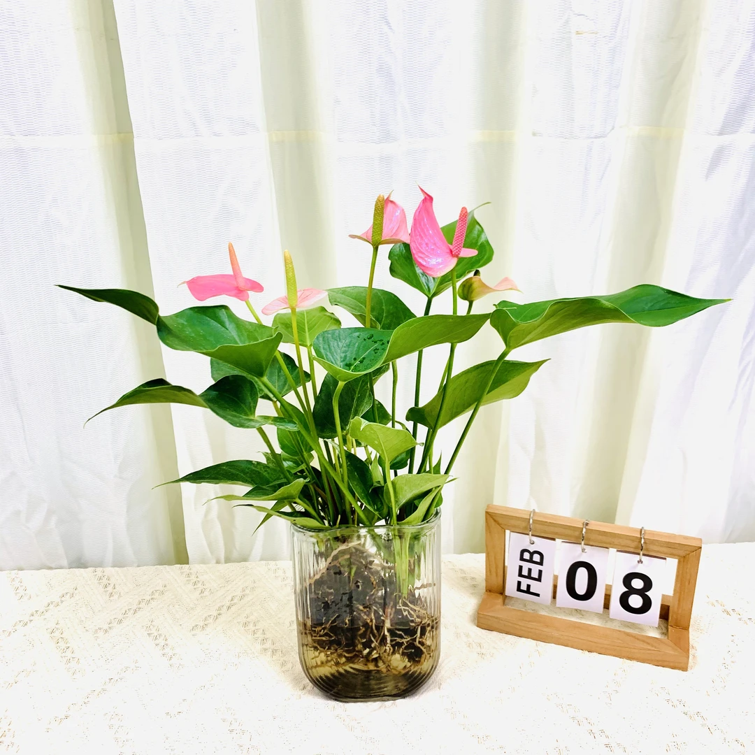 3-5朵花水培粉掌室内办公桌面绿植四季开花净化空气植物吸甲醛