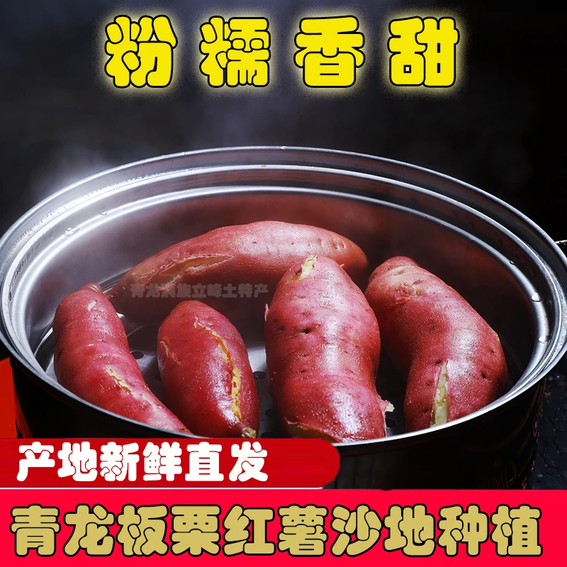 青龙沙地 板栗红薯 新鲜小香番薯 山芋黄白蜜薯 非烟薯蜜薯 5斤装