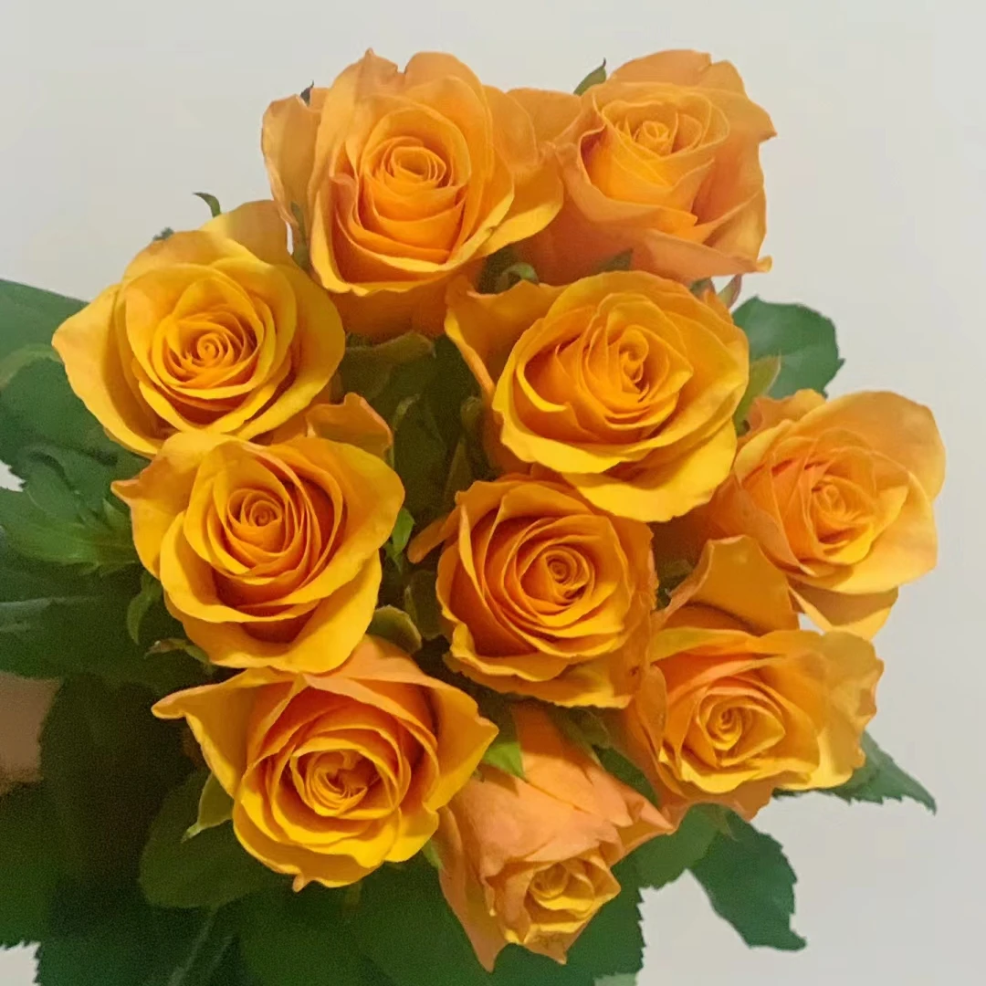 【黄玫瑰】云南鲜花 限量浪漫带回家 插花处理优质新鲜高品质产地