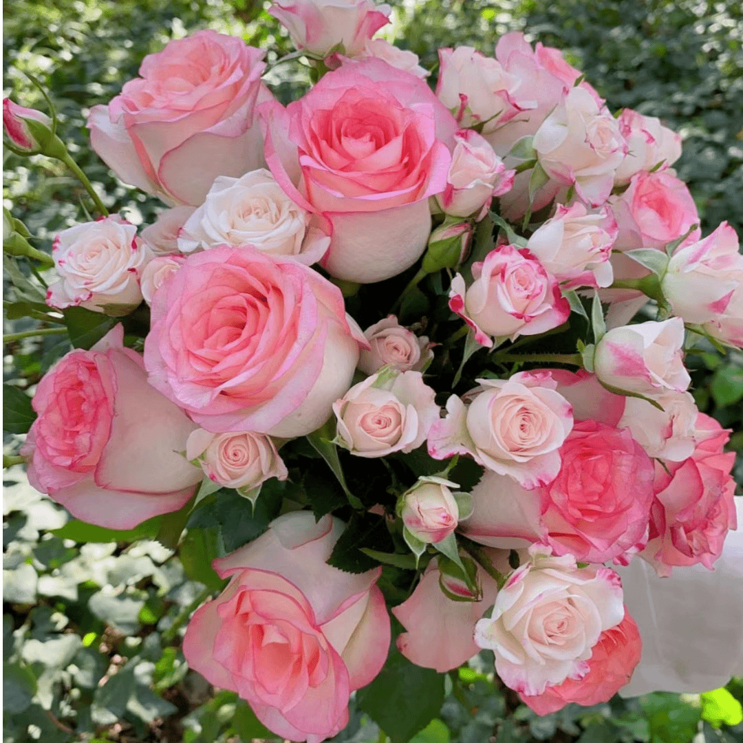 【艾莎+折射】云南鲜花花卉绿植盆栽鲜花直播间现场直播卖花 玫瑰