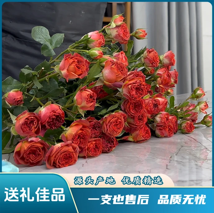 【巧克力泡泡】云南鲜花基地直发新鲜高品质优质玫瑰花养护浪漫送礼