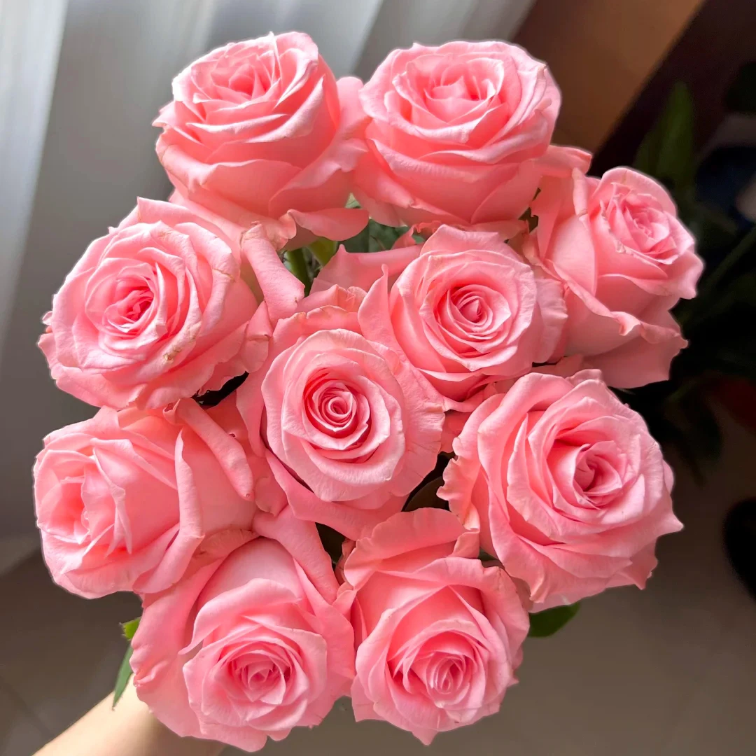 【戴安娜】云南基地鲜花新鲜高品质1单普通快递 2单顺丰/京东