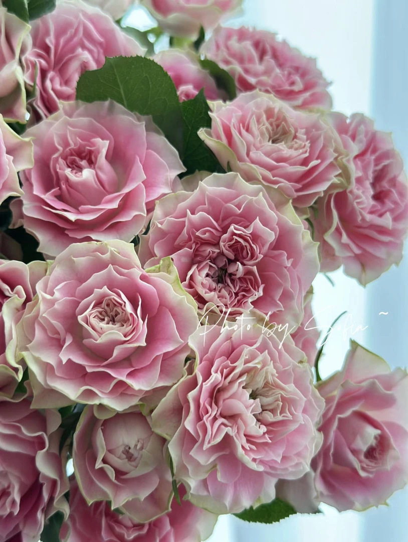 【小阿阮】A级【马卡龙】多头玫瑰 高品质鲜切花 顺丰空运发货