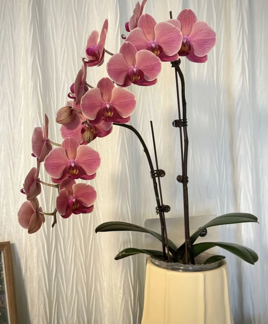 【小阿阮】A级鲜花 纳博纳蝴蝶兰盆栽[桌面款] 云南直发 顺丰包邮