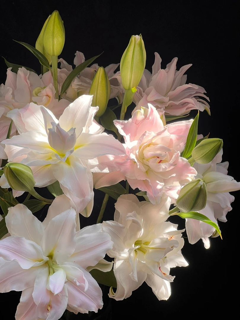 【小阿阮】A级多头粉黛女神 | 重瓣香水百合淡香淡粉鲜花 顺丰直发