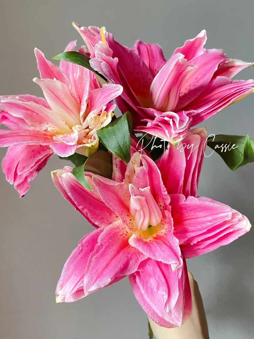 【小阿阮】A级重瓣香水百合【红美人】新春年宵花装饰 顺丰直发