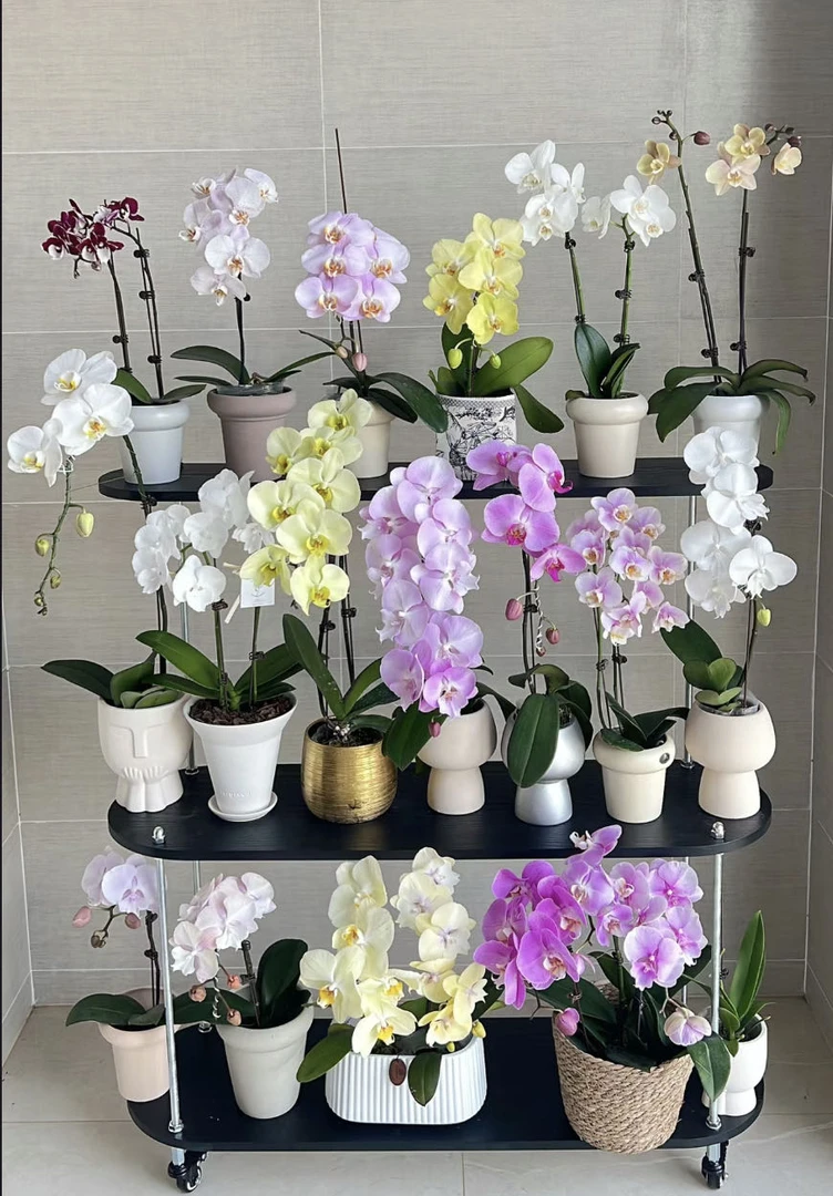 【小阿阮】蝴蝶兰盆栽 组合装 过节送礼物高端盆栽顺丰包邮