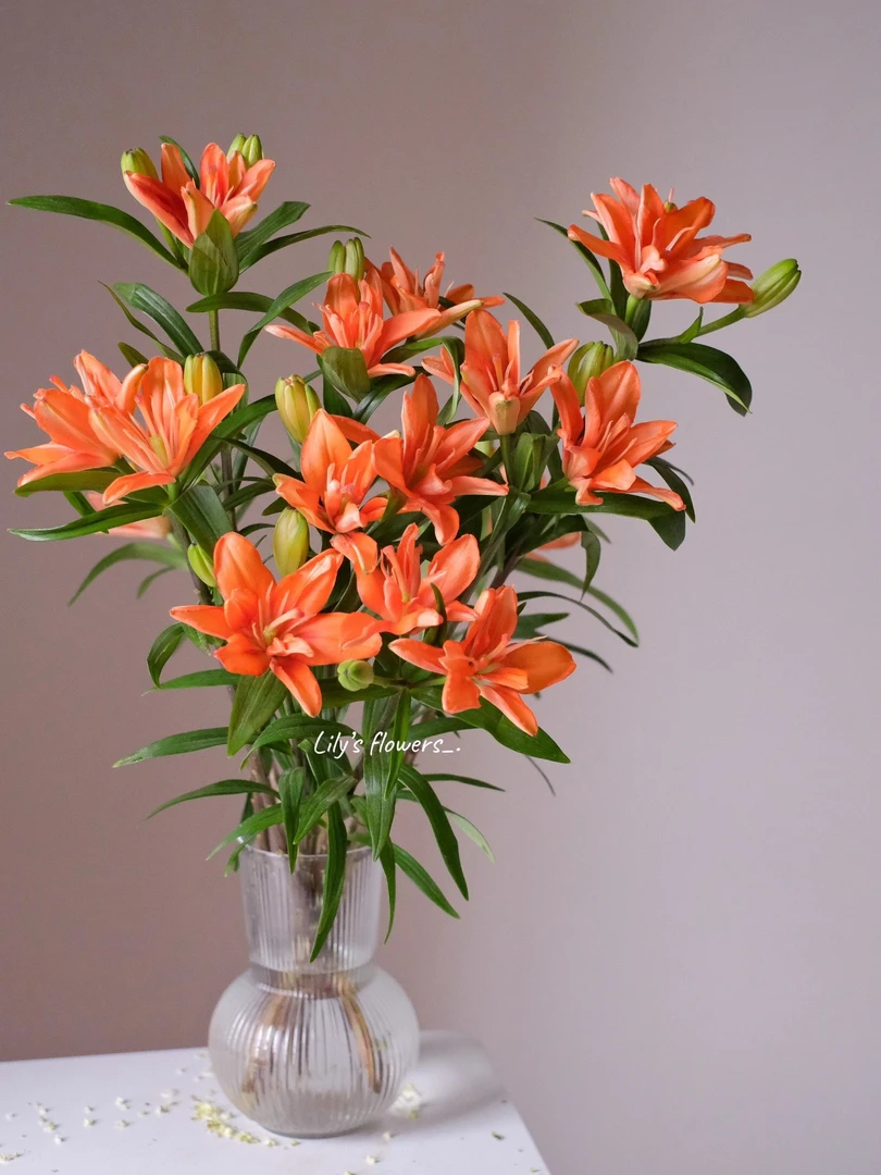 【小阿阮】A级鲜花【小蜜蜂】重瓣亚百合年宵花精致居家插花 顺丰包邮