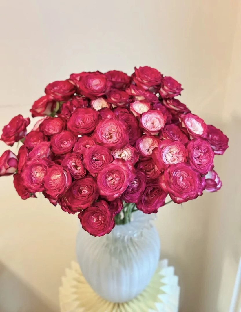 【小阿阮优选】糖心西梅·多头玫瑰稀有A级鲜花 云南顺丰空运直发